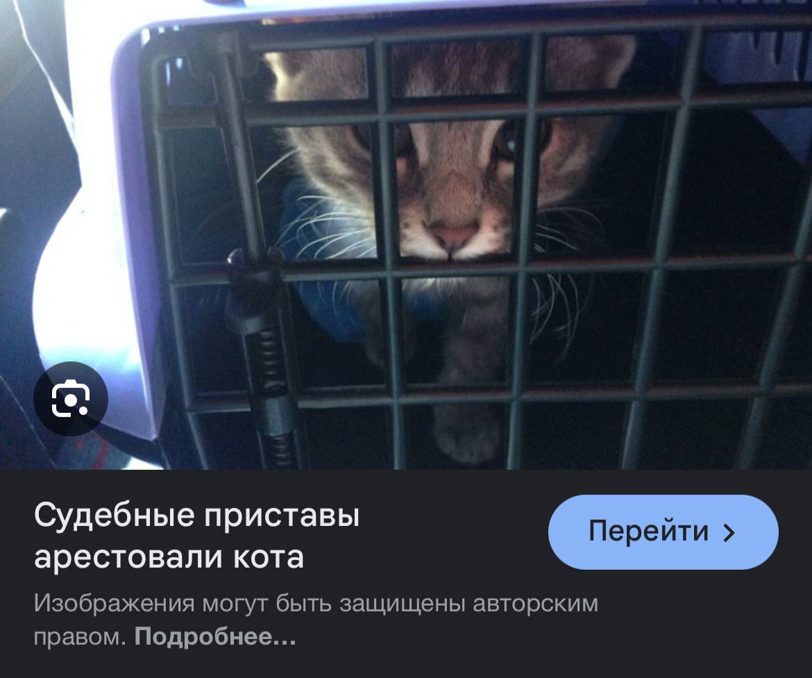 we Судебные приставы арестовали кота Изображения могут быть защищены авторским правом. Подробнее...