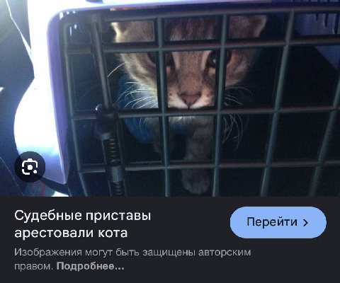 we Судебные приставы арестовали кота Изображения могут быть защищены авторским правом. Подробнее...