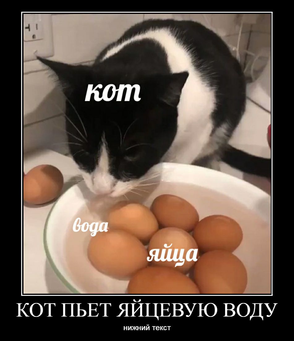 кот яйца КОТ ПЬЕТ ЯЙЦЕВУЮ ВОДУ