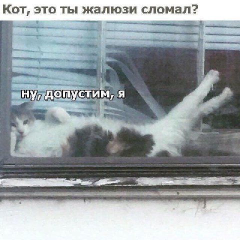 Кот, это ты жал сломал? ну, допустим, я