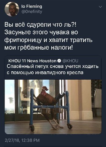 Fleming Вы всё сдурели что Засуньте этого чувака во фритюрницу и хватит тратить мои грёбанные налоги! KHOU 11 News Houston Спасённый петух снова учится ходить с помощью инвалидного кресла 4
