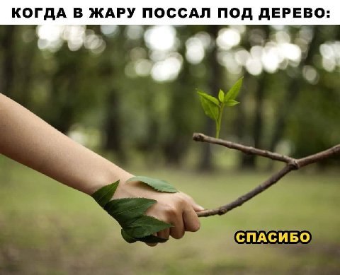КОГДА В ЖАРУ ПОССАЛ ПОД ДЕРЕВО: СПАСИБО