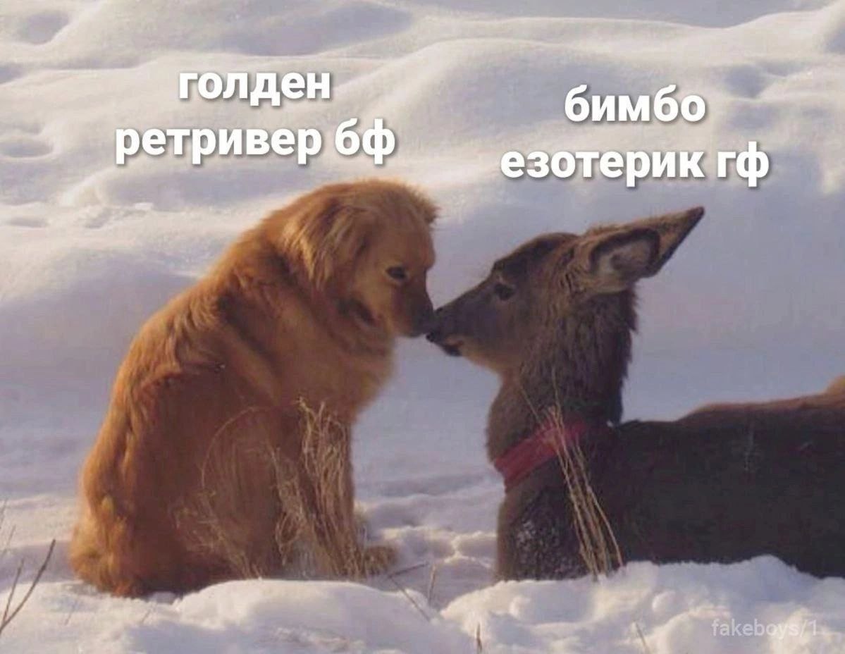 голден бимбо 6 ретривер