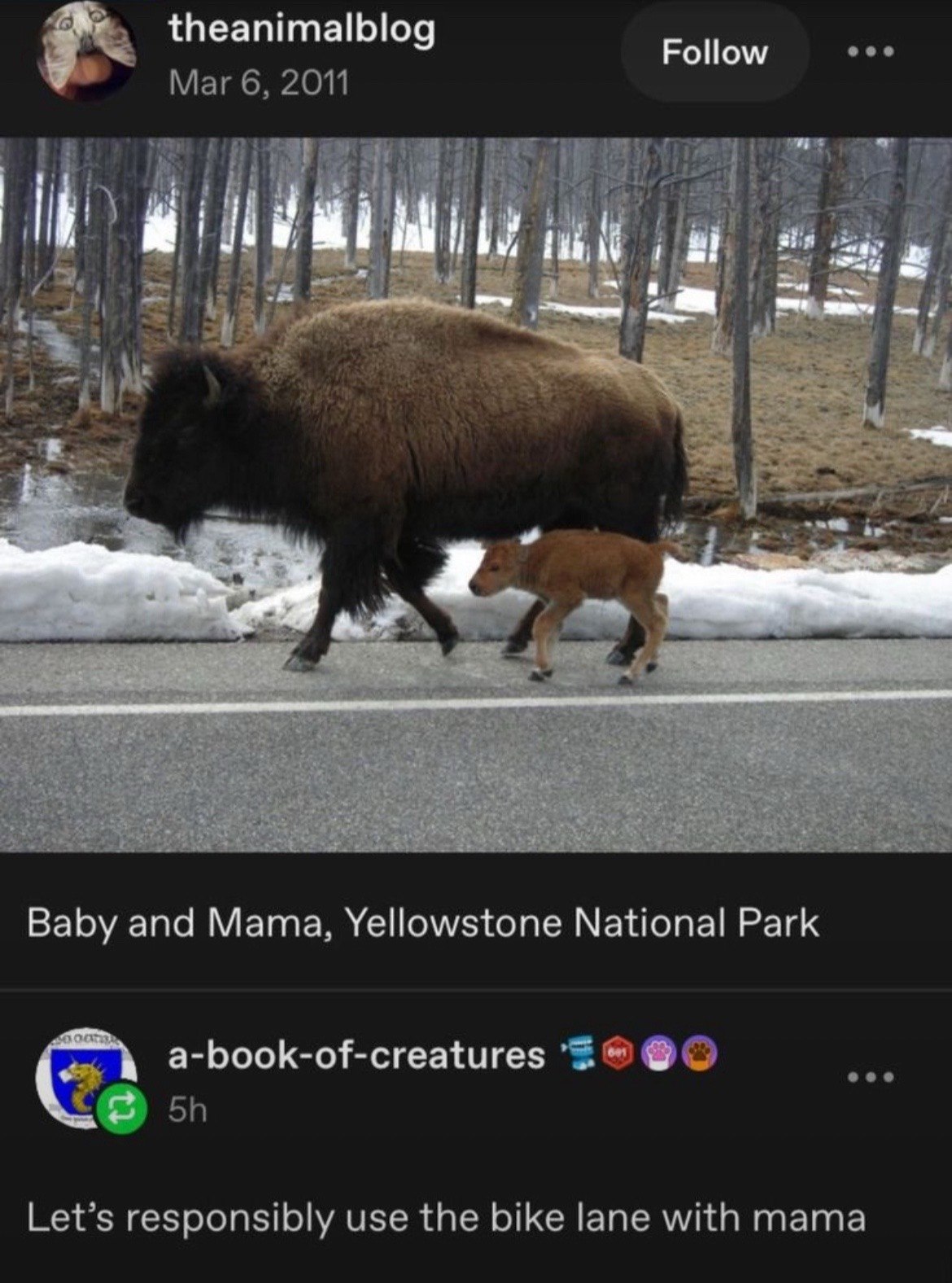 theanimalblog Follow eee Mar 6, 2011 i i 2: В. Baby and Mama, Yellowstone National Park eee a-book-of-creatures Let’s responsibly use the bike lane with mama