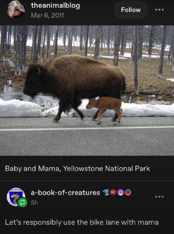 theanimalblog Follow eee Mar 6, 2011 i i 2: В. Baby and Mama, Yellowstone National Park eee a-book-of-creatures Let’s responsibly use the bike lane with mama