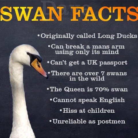 *Originally called Long Ducks break a mans arm using only its mind get a passport *There are over 7 swans in the wild *The Queen is 70% swan *Cannot speak English *Hiss at children *Unreliable as post