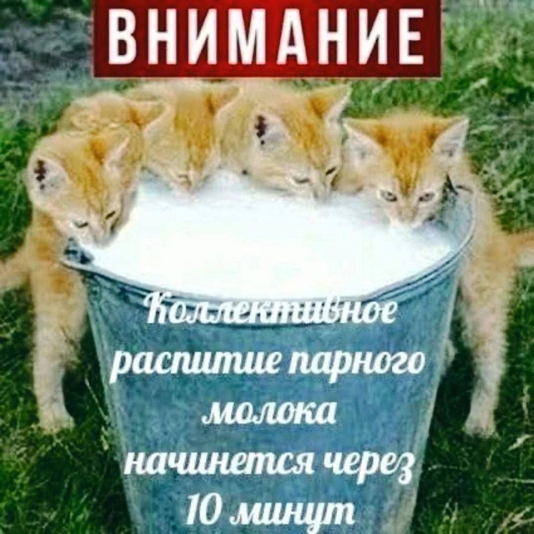 ВНИМАНИЕ pacnumue парного молока начинется через 10 минут