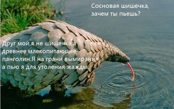 Сосновая шишечка, зачем ты пьешь? Друг не шишечка,а древнее млекопитающее- панголин.Я на грани вымирания, а пью я для утоления жажды.