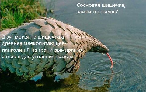 Сосновая шишечка, зачем ты пьешь? Друг не шишечка,а древнее млекопитающее- панголин.Я на грани вымирания, а пью я для утоления жажды.