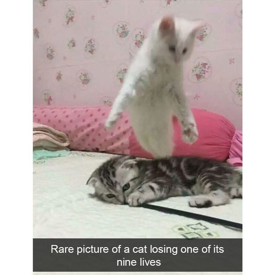 Rare picture of a cat losing one of its nine lives