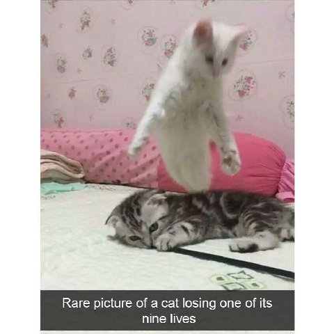 Rare picture of a cat losing one of its nine lives