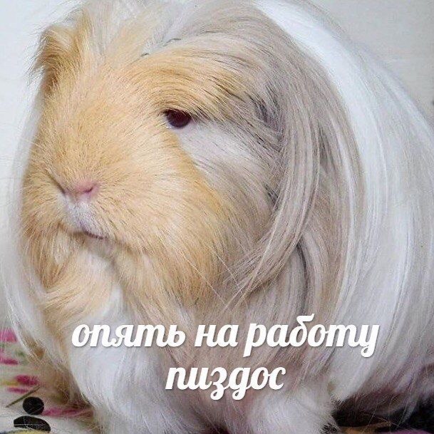 4 у.