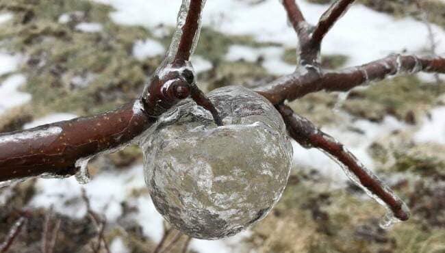 "Ghost Apples" in the Fruit Ridge area of Kent County, Michigan - An unusual phenomenon when freezing rain coats rotting apples before they fall, the apple turns mushy and eventually slips out, leavin