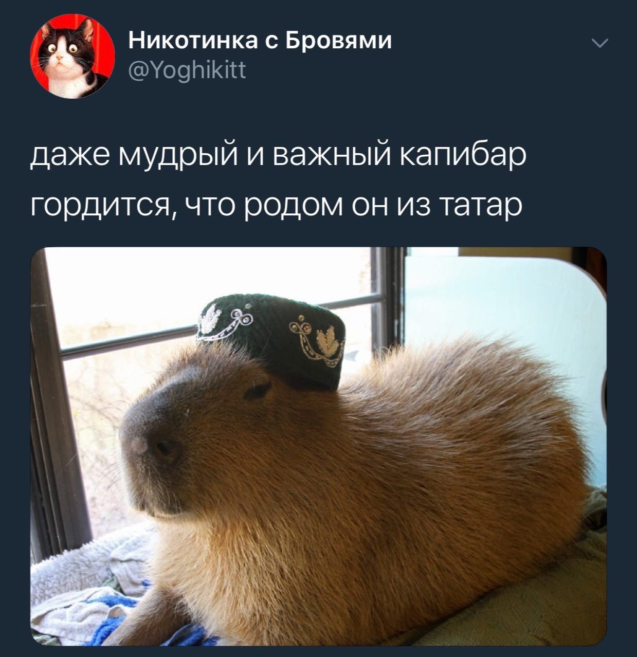 Никотинка с Бровями @Yoghikitt даже мудрый и важный капибар гордится, что родом он из татар