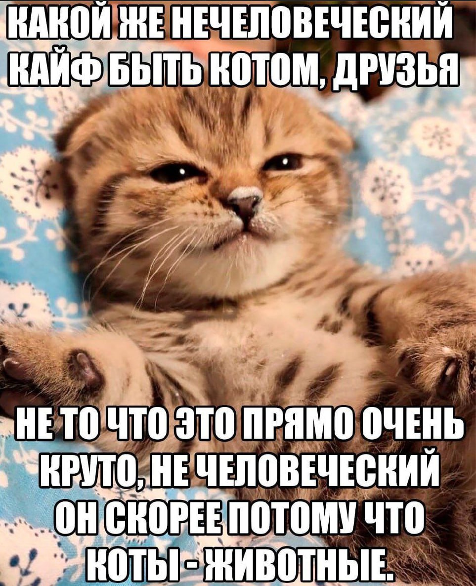 КАКОЙ ЖЕНЕЧЕЛОВЕЧЕСКИЙ КОТОМ, ДРУЗЬЯ AS ОЧЕНЬ ЧТО