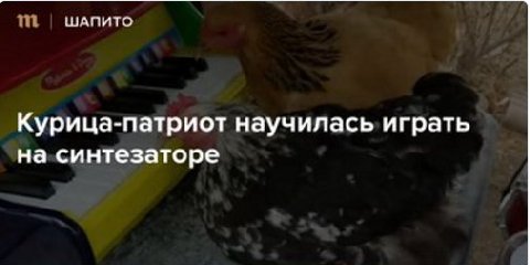 ШАПИТО Курица-патриот научилась играть на синтезаторе