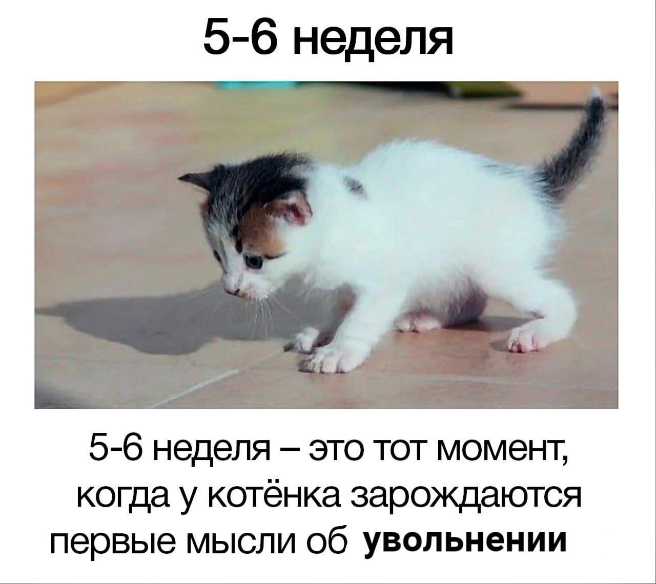 5-6 неделя 5-6 неделя это тот момент, когда у котёнка зарождаются первые мысли об увольнении