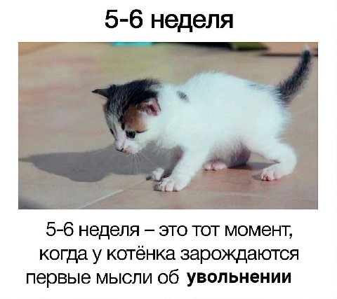 5-6 неделя 5-6 неделя это тот момент, когда у котёнка зарождаются первые мысли об увольнении