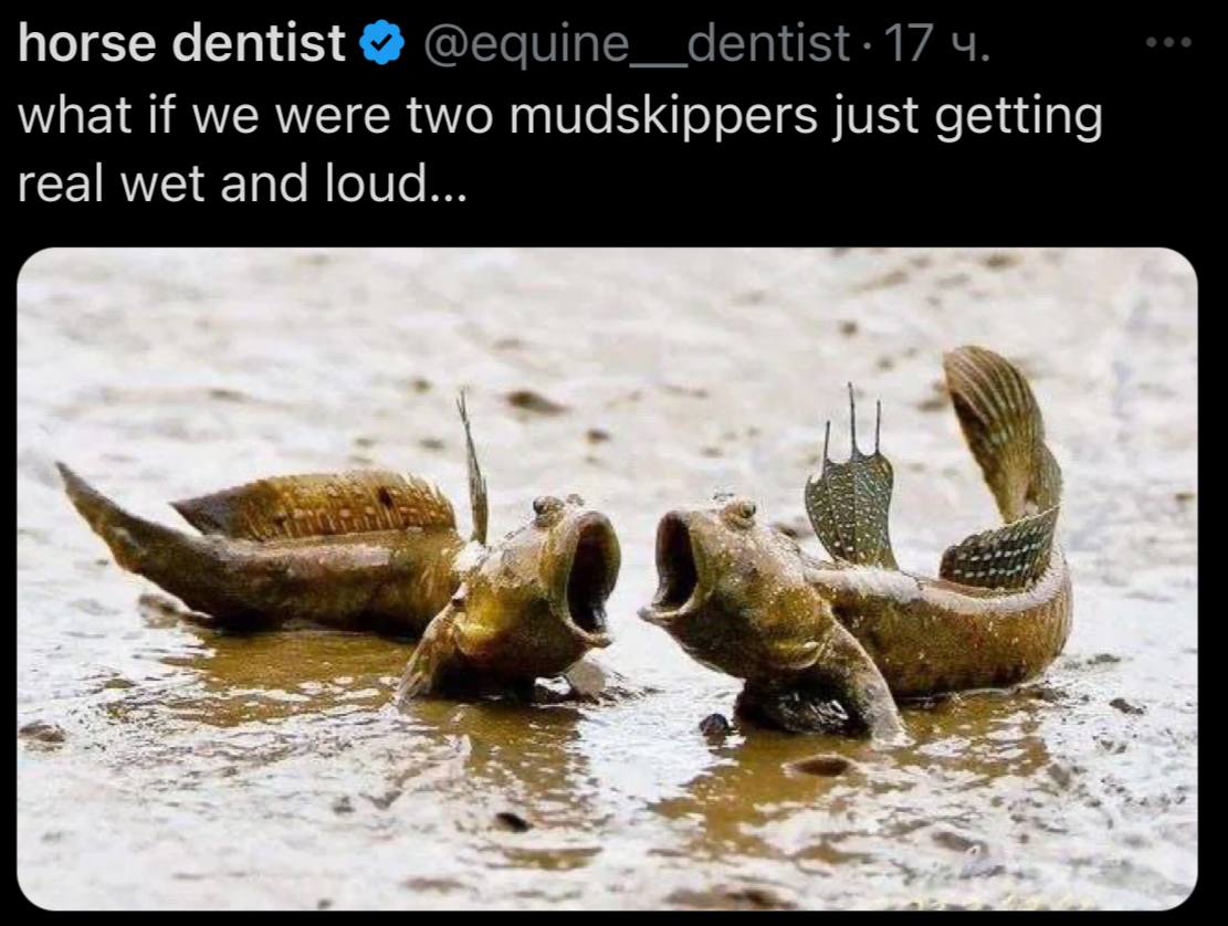 horse dentist @equine__dentist-17 what if we were two mudskippers just getting real wet and loud...
