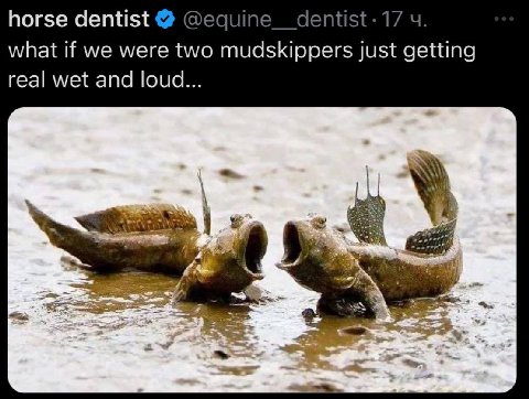 horse dentist @equine__dentist-17 what if we were two mudskippers just getting real wet and loud...