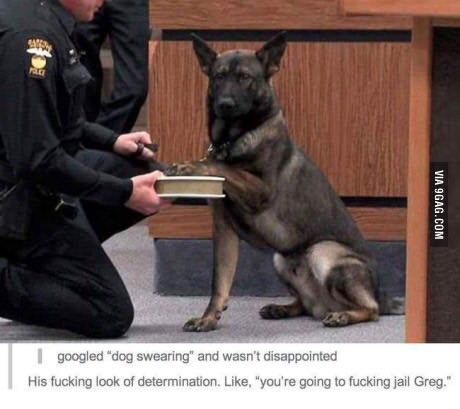 googled “dog swearing’ and wasn't disappointed His fucking look of determination. Like, “you're going to fucking jail Greg.”
