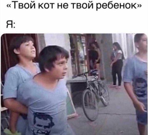 «Твой кот не твой ребенок»