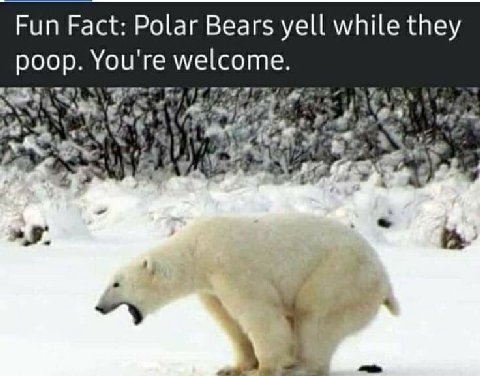 Fun Fact: Polar Bears yell while they poop. You're welcome. 4