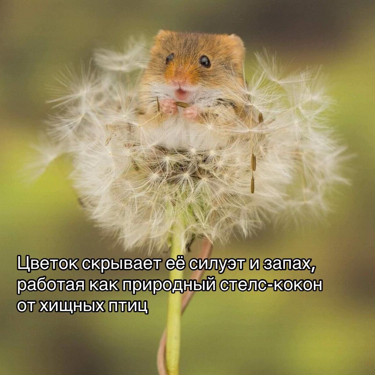 Цветок скрывает ее силуэт и запах, работая как природный стелс-кокон ОТ ХИЩНЫХ ПТИЦ