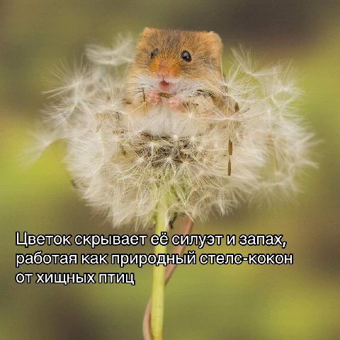 Цветок скрывает ее силуэт и запах, работая как природный стелс-кокон ОТ ХИЩНЫХ ПТИЦ