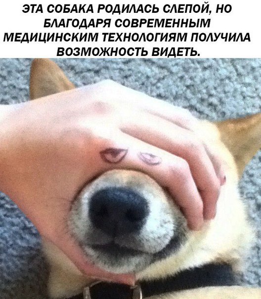 ЭТА СОБАКА РОДИЛАСЬ НО БЛАГОДАРЯ СОВРЕМЕННЫМ МЕДИЦИНСКИМ ТЕХНОЛОГИЯМ ПОЛУЧИЛА ВИДЕТЬ.