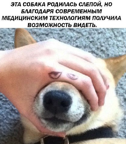 ЭТА СОБАКА РОДИЛАСЬ НО БЛАГОДАРЯ СОВРЕМЕННЫМ МЕДИЦИНСКИМ ТЕХНОЛОГИЯМ ПОЛУЧИЛА ВИДЕТЬ.