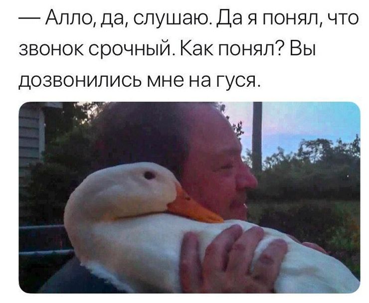 Алло, да, слушаю. Да я понял, что звонок срочный. Как понял? Вы дозвонились мне на гуся.