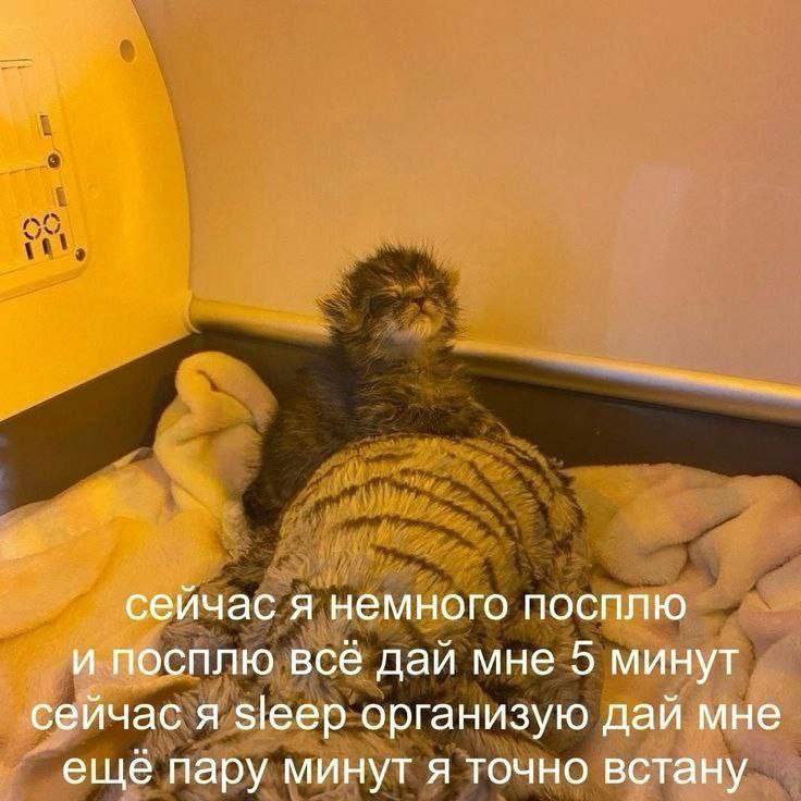 сейчас я немного посплю и посплю всё дай мне 5 минут сейчас я sleep организую дай мне ещё пару минут я точно встану