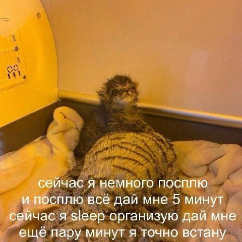 сейчас я немного посплю и посплю всё дай мне 5 минут сейчас я sleep организую дай мне ещё пару минут я точно встану