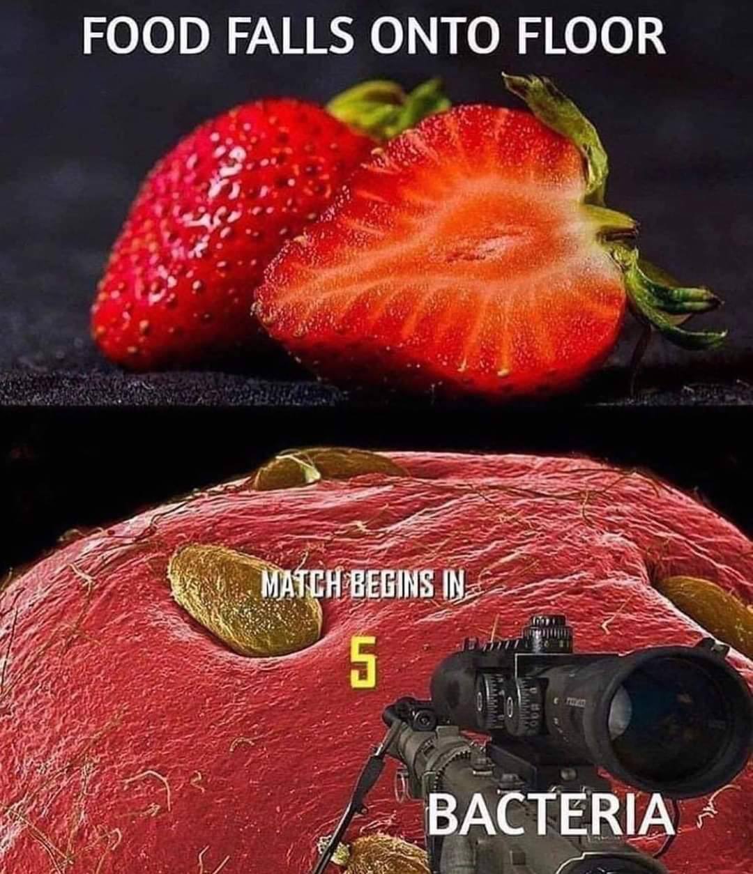 FOOD FALLS ONTO FLOOR BACTERIA