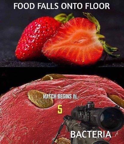 FOOD FALLS ONTO FLOOR BACTERIA