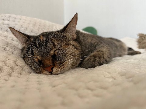 gm, сони!
