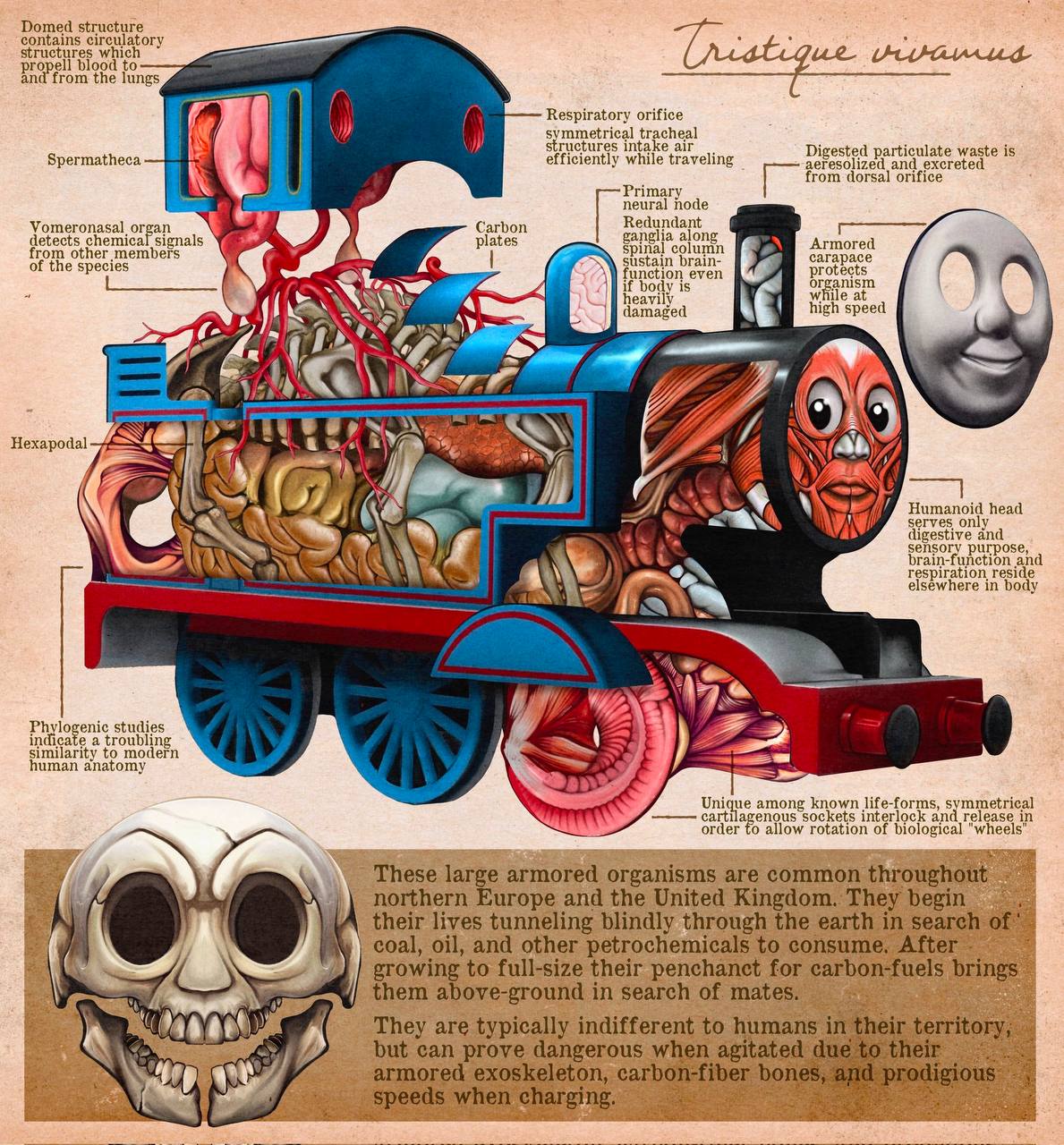 Domed 4 propell blood to and from the lungs Respiratory orifice i) symmetrical tracheal efficiently while traveling К from dorsal orifice 7 Primary ioe edundan other А a even protects 4 if body is org