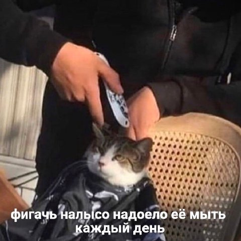 фигачь налысо надоело её мыть каждый день
