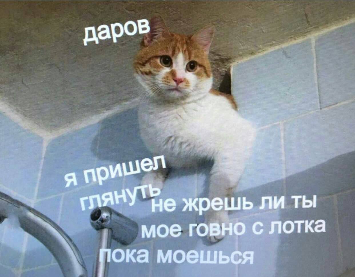 даров я жрешь ли ты мое говно с лотка пока моешься