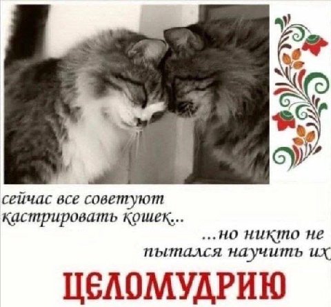 6) сейчас все советуют кастрировать кошек... ...но никто не пытался научить ЦЕЛОМУДРИЮ