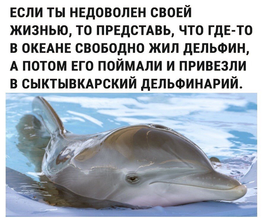 ЕСЛИ ТЫ НЕДОВОЛЕН СВОЕЙ ЖИЗНЬЮ, ТО ПРЕДСТАВЬ, ЧТО ГДЕ-ТО В ОКЕАНЕ СВОБОДНО ЖИЛ ДЕЛЬФИН, А ПОТОМ ЕГО ПОЙМАЛИ И ПРИВЕЗЛИ В СЫКТЫВКАРСКИЙ ДЕЛЬФИНАРИЙ. #4