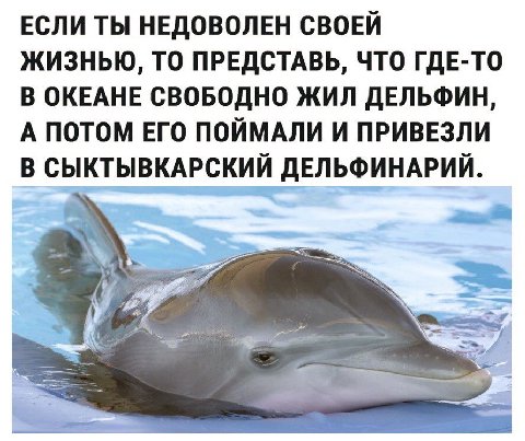 ЕСЛИ ТЫ НЕДОВОЛЕН СВОЕЙ ЖИЗНЬЮ, ТО ПРЕДСТАВЬ, ЧТО ГДЕ-ТО В ОКЕАНЕ СВОБОДНО ЖИЛ ДЕЛЬФИН, А ПОТОМ ЕГО ПОЙМАЛИ И ПРИВЕЗЛИ В СЫКТЫВКАРСКИЙ ДЕЛЬФИНАРИЙ. #4
