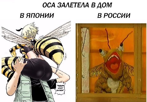 ОСА ЗАЛЕТЕЛА В ДОМ В ЯПОНИИ В РОССИИ