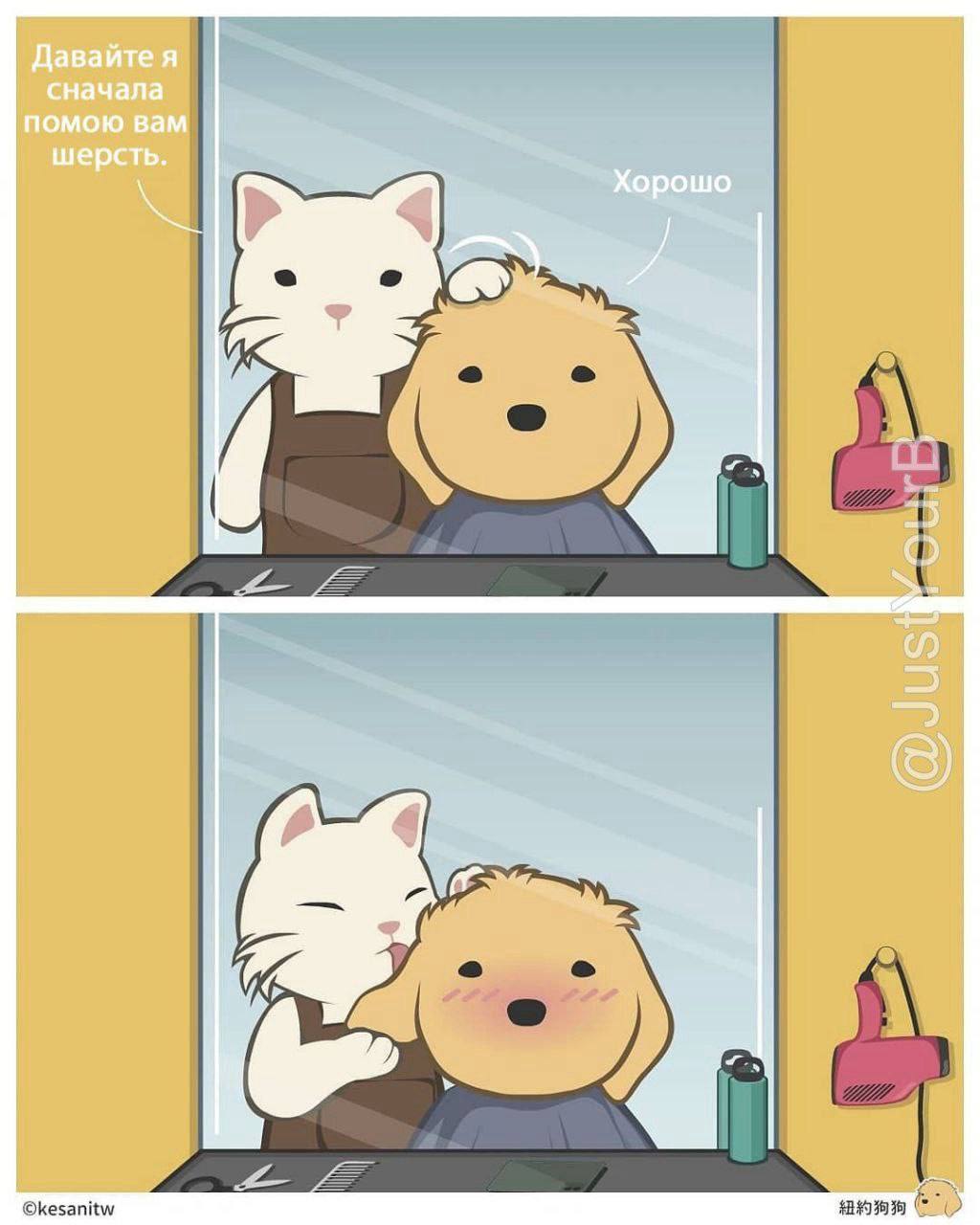 Давайте я сначала помою вам шерсть. Хорошо i ill О @kesanitw