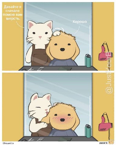 Давайте я сначала помою вам шерсть. Хорошо i ill О @kesanitw