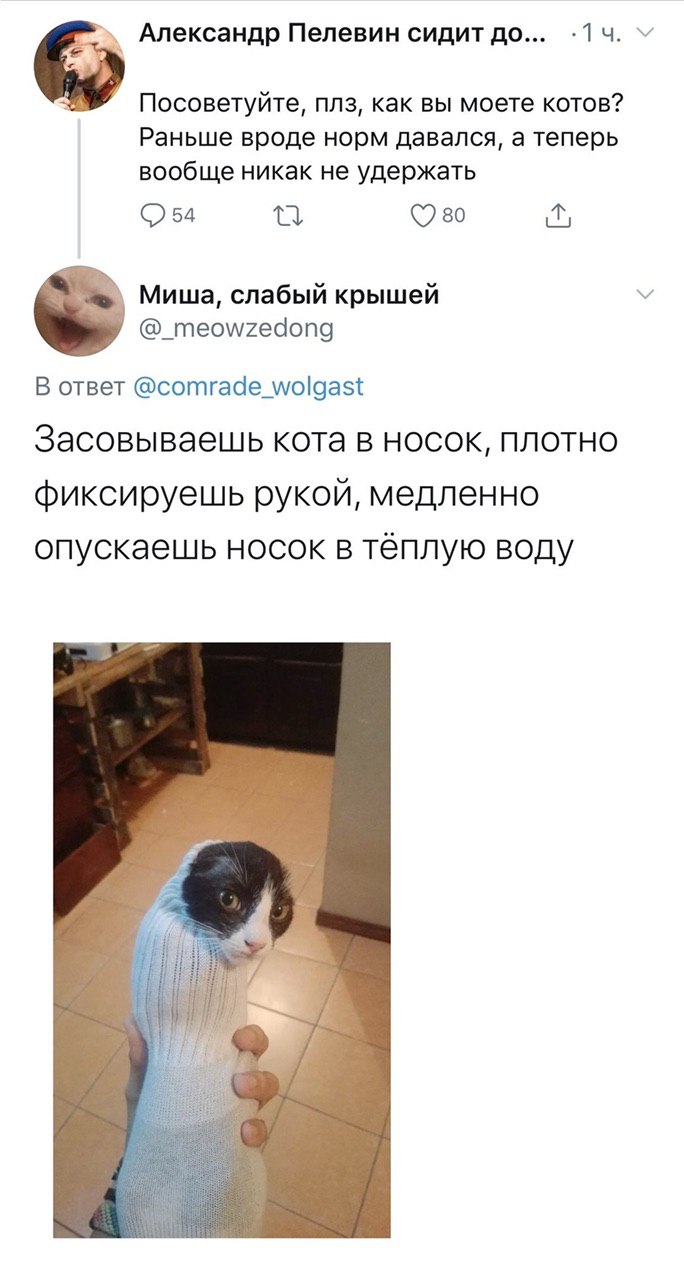 Александр Пелевин сидит до... Посоветуйте, плз, как вы моете котов? Раньше вроде норм давался, а теперь вообще никак не удержать 80 Миша, слабый крышей @_meowzedong В ответ @comrade_wolgast Засовываеш