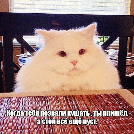 у а i ANS и, Когда тебя позвали кушать, ты