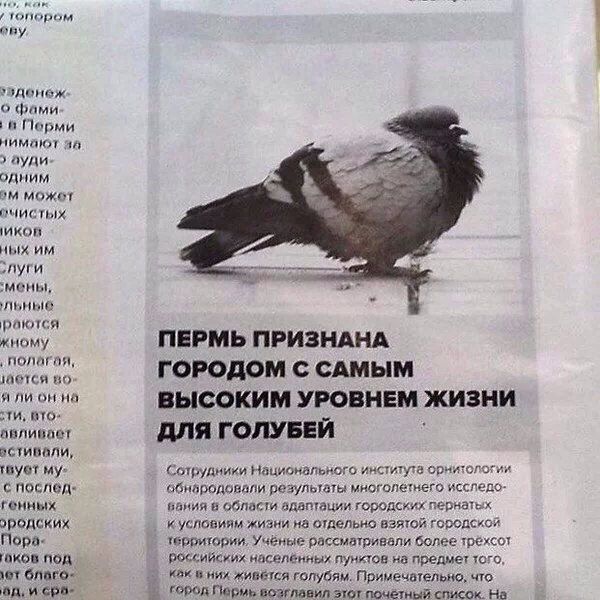 nor ORY о фами Порми нимают 44 ауди- одним может ных мены, раются жному ПЕРМЬ ПРИЗНАНА полагая, ГОРОДОМ С САМЫМ на ВЫСОКИМ УРОВНЕМ ЖИЗНИ ДЛЯ ГОЛУБЕЙ Сотрудники Национального института орнитологии с об