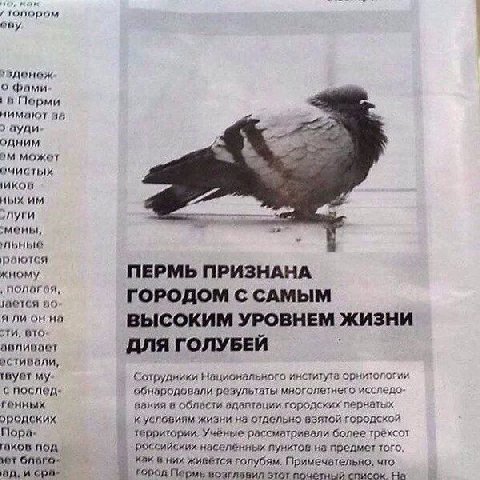 nor ORY о фами Порми нимают 44 ауди- одним может ных мены, раются жному ПЕРМЬ ПРИЗНАНА полагая, ГОРОДОМ С САМЫМ на ВЫСОКИМ УРОВНЕМ ЖИЗНИ ДЛЯ ГОЛУБЕЙ Сотрудники Национального института орнитологии с об